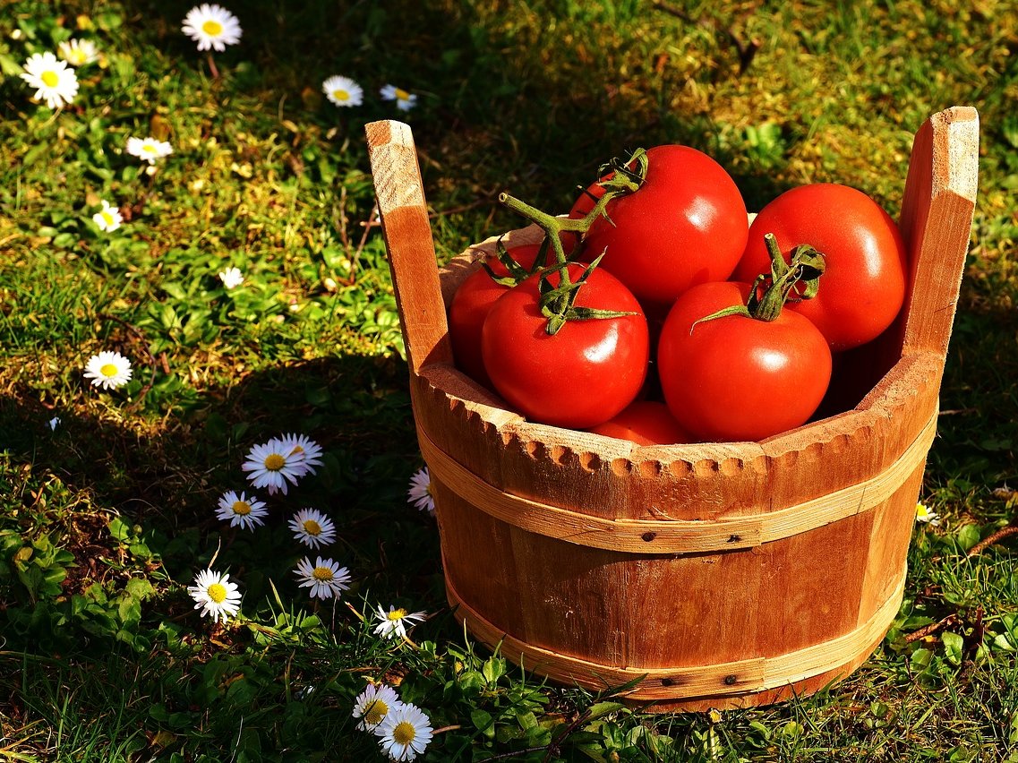 Skörd-Tomater-Blommor